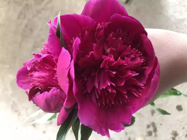 芍药不开花的解决办法，芍药一直不开花怎么办（开花个个比拳头大）