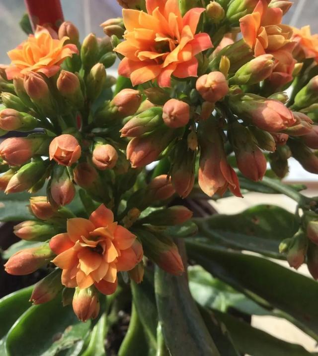 长寿花稀有品种图片,长寿花稀有品种(40种单瓣60个重瓣)