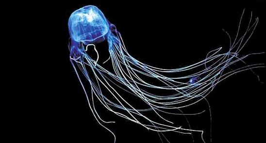 世界上最毒的水母，十种危险水母（澳大利亚箱形水母为什么会是全球最毒生物）