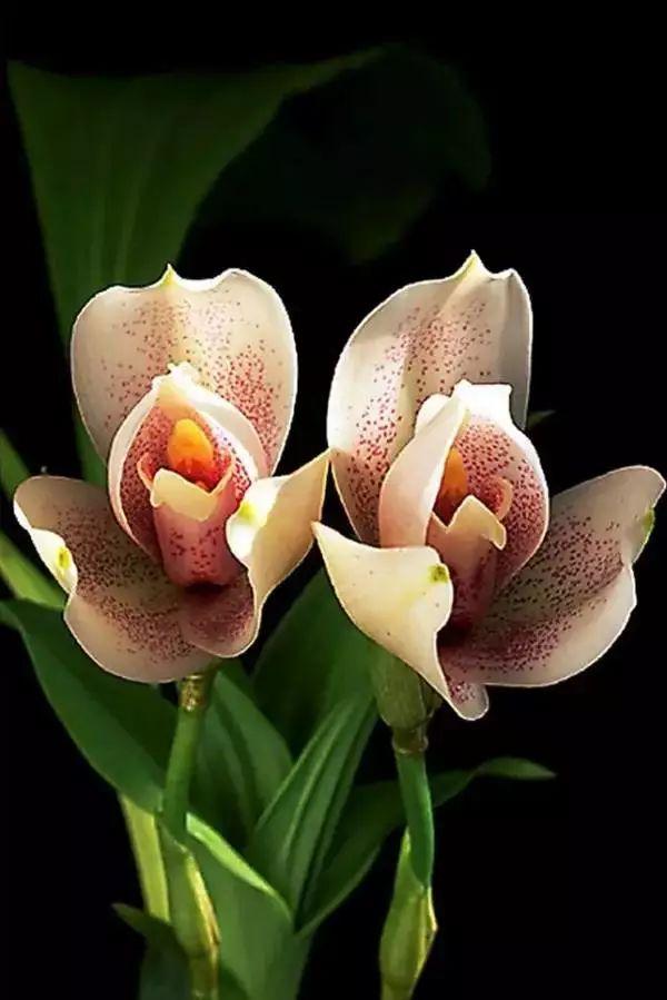 世界上最美的兰花图片