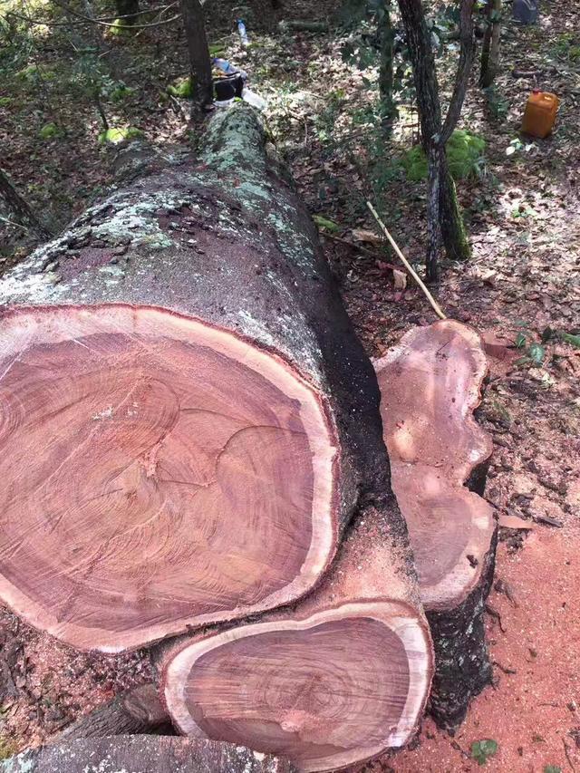 如何存放巴花原木，巴花原木图片（云南小伙8000买89吨非洲丑木）