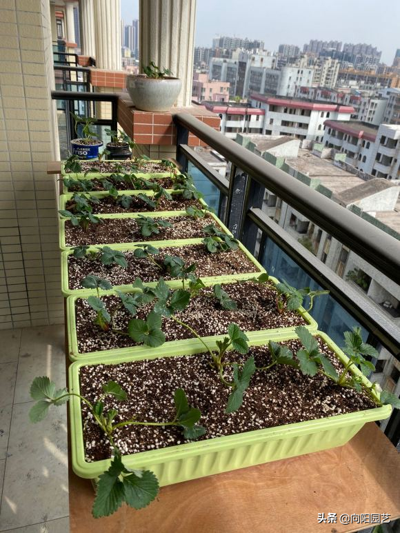 怎么种草莓，怎么种草莓技巧吻痕怎么吸（夏天有草莓吃了）
