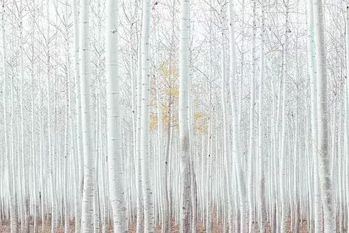 在古代可以用什么词代替雪，在古代对雪的称谓还有哪些（看看古人对雪的24种雅称）