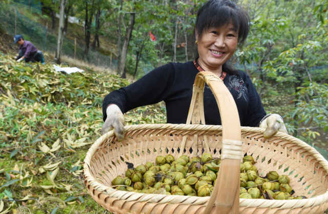 碧根果是山核桃吗，碧根果和山核桃的口感区别（碧根果大战鲍鱼果）
