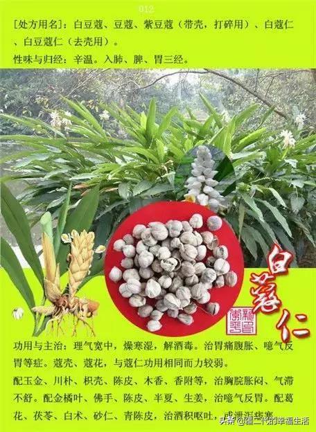 常见中草药图谱，中草药经典图谱（让你知道常用药都长啥样）