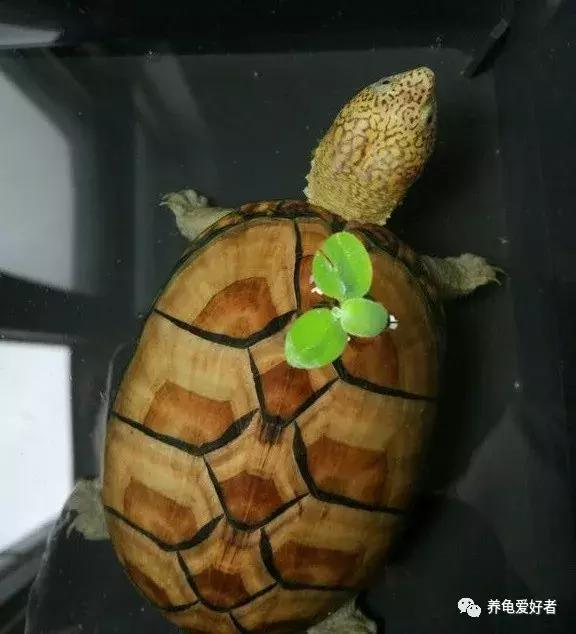 草龟干养还是水养好，草龟干养还是水养好怎么分公母（有几个注意点还是要留意的）