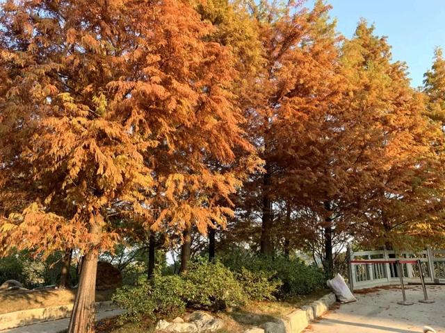 韶关云门寺，韶关云门寺图片（韶关这座色彩斑斓的古寺现在去正好）