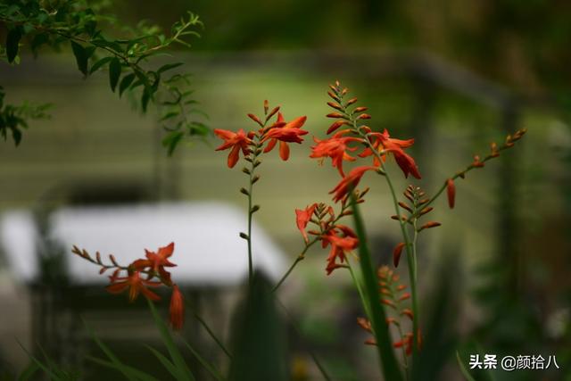 百合几月份开花，百合花什么时候开花（盛开在初夏的橙色花园）