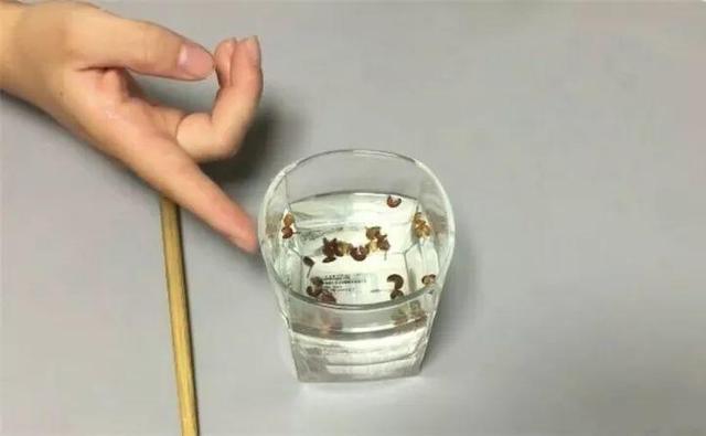 虫害防治新窍门，叶子油绿没有黑点了