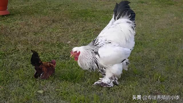 鸡的品种大全图片，禽类品种大全（稀有鸡品种大赏，你见过几种）