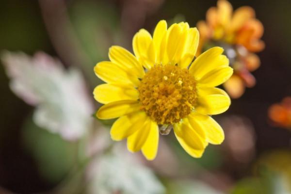 依米花的花语，依米花的花语九月天（依米花在什么季节开放）