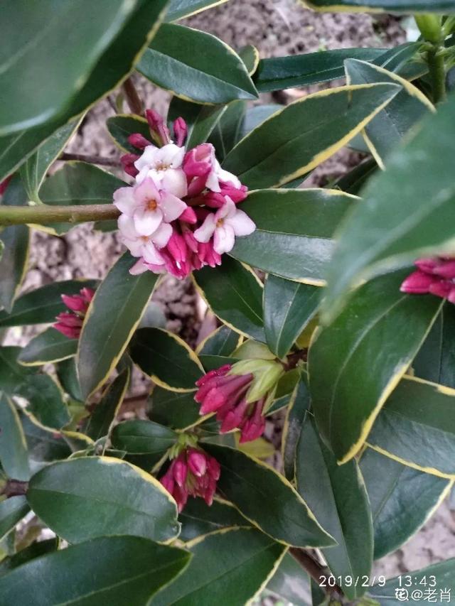 双鱼座的代表花是什么花，双鱼座的生辰花是什么花（满屋子都是香味）