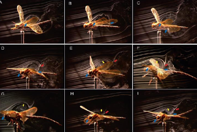 蜻蜓有几对翅膀，蜻蜓有几对翅膀几条腿几对触角（作为昆虫界优秀的飞行员）