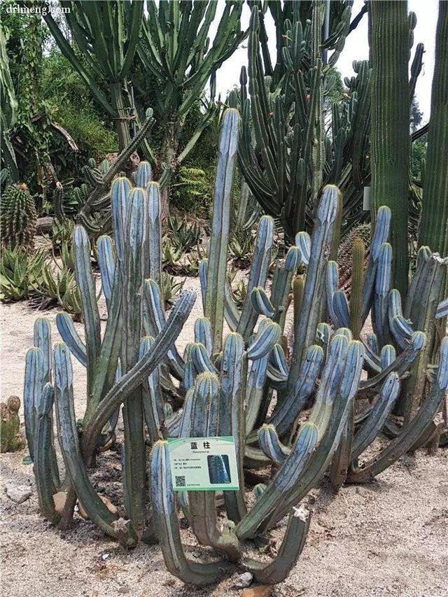 厦门万石植物园里有哪些植物，厦门万石植物园里有哪些植物花（种满多肉的植物园）