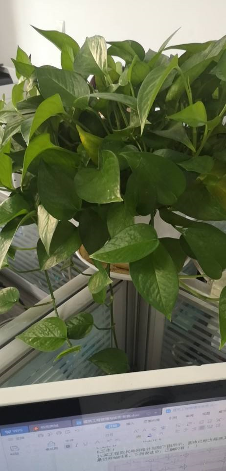 绿萝冬天怎么浇水，绿萝冬天怎么养（再冷也能绿到晃眼）