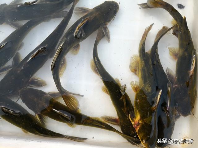 島子魚怎麼做好吃(大慶露天集市的淡水魚都有啥)