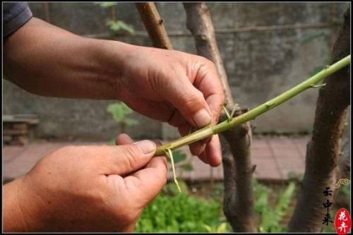 桃树嫁接时间和方法，桃树嫁接时间和梨树嫁接方法（桃树嫁接时间与方法）