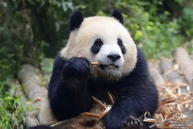 哈哈哈，精致熊猫女孩的一天。，哈哈哈哈哈第一季免费观看（，“猪猪”女孩——“雅竹”图片）