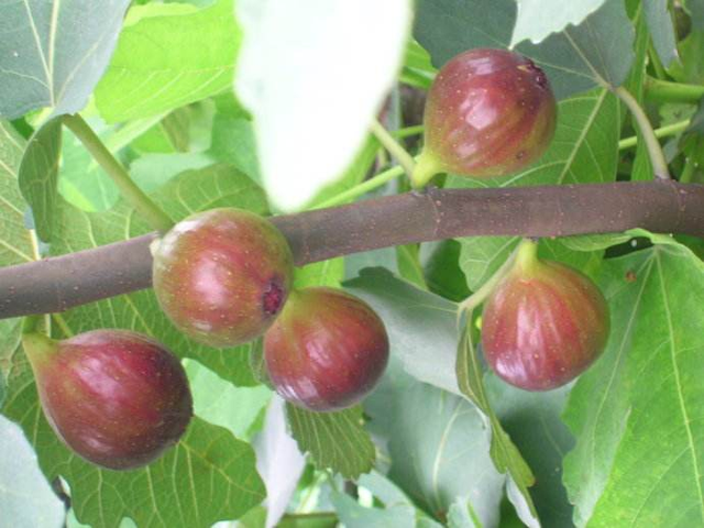 5种人不能吃无花果，哪些人不宜食用无花果（无花果夏天都爱吃几个）
