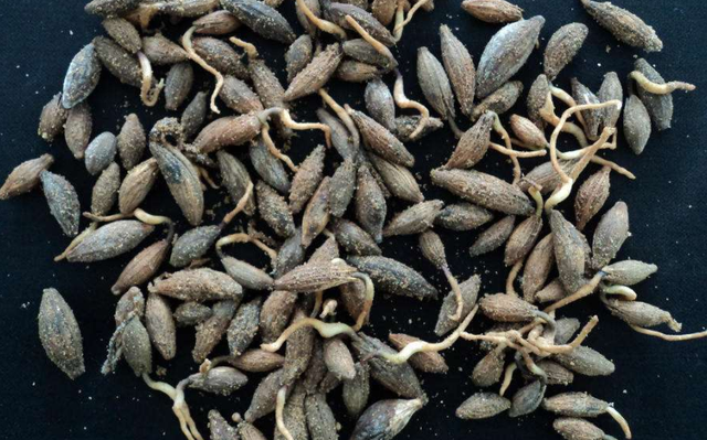 桂花香精怎么提取，桂花香如何提取（沁人心脾人引人来）