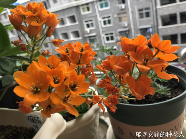 金鱼草怎么养，1种花长得像金鱼（金鱼草怎么养殖维护啊）