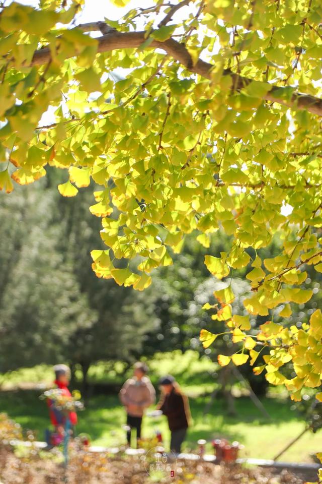 许昌旅游景点有哪些,许昌旅游景点有哪些地方(带你感受专属秋天的浪漫景色) 许昌旅游景点有哪些,许昌旅游景点有哪些地方(带你感受专属秋天的浪漫景色)