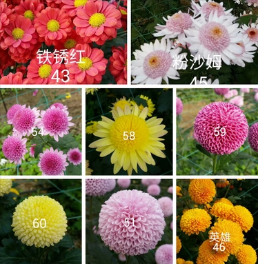 还来就菊花的意思，待到重阳日还来就菊花的意思（花中四君子的菊花你了解多少）