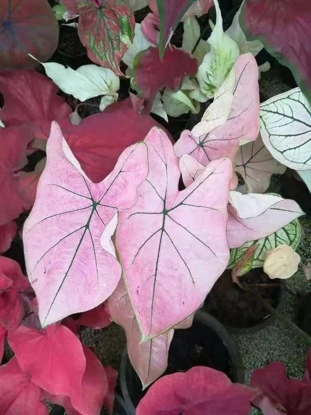 黑叶芋，这些网红植物都可以养室内（黑叶芋小仙女）