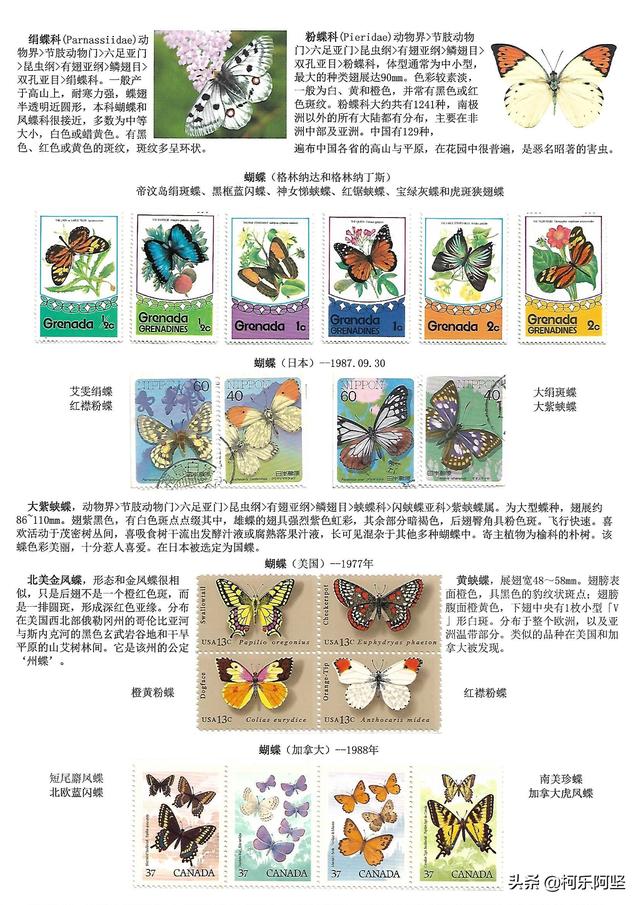 蝴蝶和蛾子的区别，蝴蝶和飞蛾有什么区别（鳞翅目昆虫-蝴蝶与蛾）