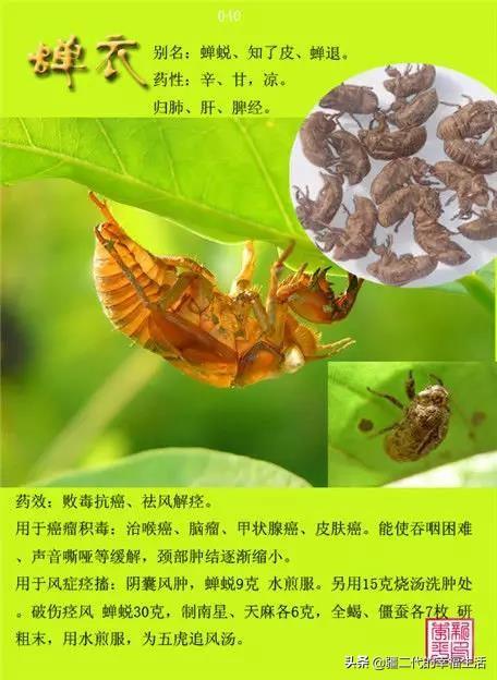 常见中草药图谱，中草药经典图谱（让你知道常用药都长啥样）