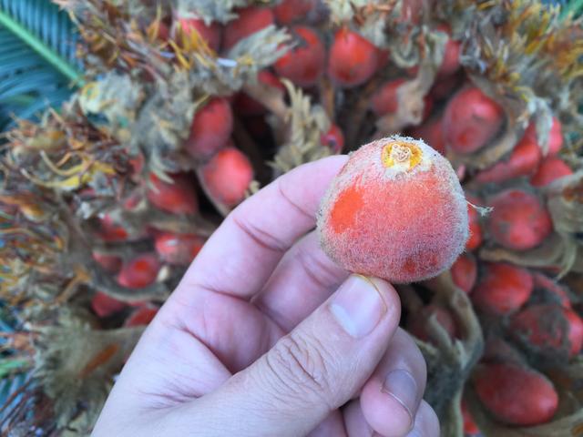 铁树籽有什么功效,铁树籽有什么功效与作用(铁树结的红色果实你见过吗