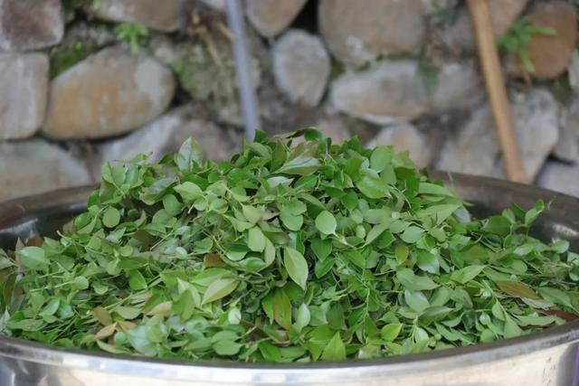 可乐能不能泡在米饭里一块吃，可乐可以泡米饭吗（却喜欢用可乐瓶盛的乌米汁来做饭）