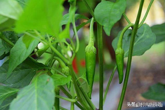 青椒肉丝有什么特殊含义，青椒肉丝的主要特征（解读不一样的青椒肉丝）