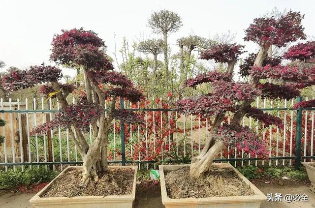 红花继木苗多少钱一棵,红花继木树市场价格(红花继木有哪些用途) 红花继木苗多少钱一棵,红花继木树市场价格(红花继木有哪些用途)