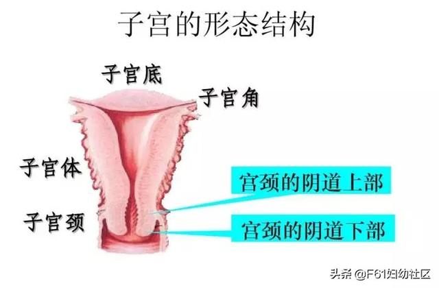 子宫是什么样子的有图片吗，子宫是什么样子的（子宫及附件解剖图及详细讲解）