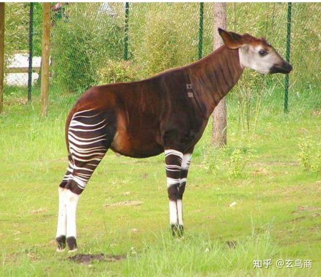 的词语楚骓 神骓 斑骓 骏骓 楚亡骓 飞云骓 望云骓 项别骓 踢雪乌骓