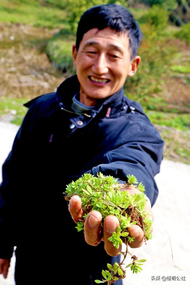 爬老二药中草药图片图片