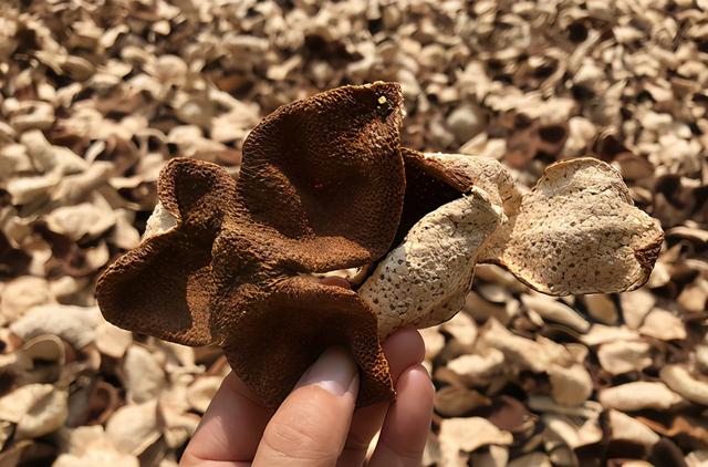 陈皮什么样的好，新会老陈皮是不是颜色越黑越好（新会陈皮收藏者如何选择陈皮）