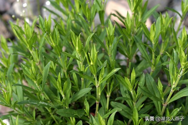 野菜种类有什么，野菜的种类和图片大全（你想要的野菜这里都有）