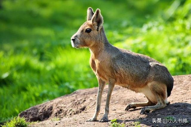 有哪些神奇的动物，15种你需要了解的神奇动物（10种不寻常的神奇动物很难想象它们独特的模样）