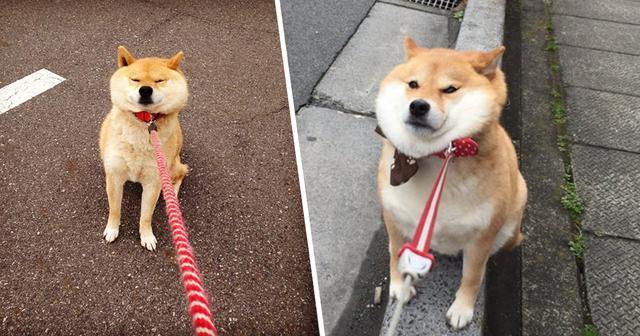 柴犬怎么训练，柴犬怎么训练空中接食（三个训练帮你驯服爱不听话的柴犬）