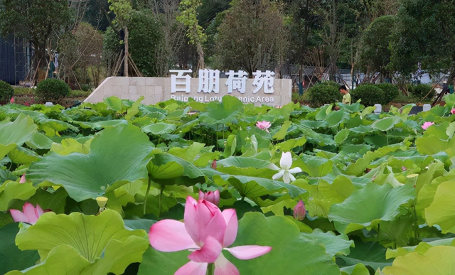 柳江县景点，柳江区有什么景点（盘点广西111个区、县所有景点）