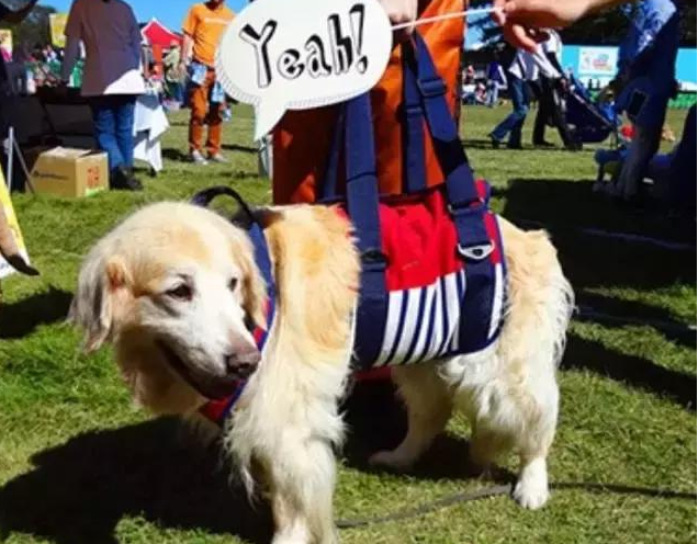 小狗不吃不喝光想趴着，小狗不吃不喝光想趴着鼻子干的（通常都会做这5件事）