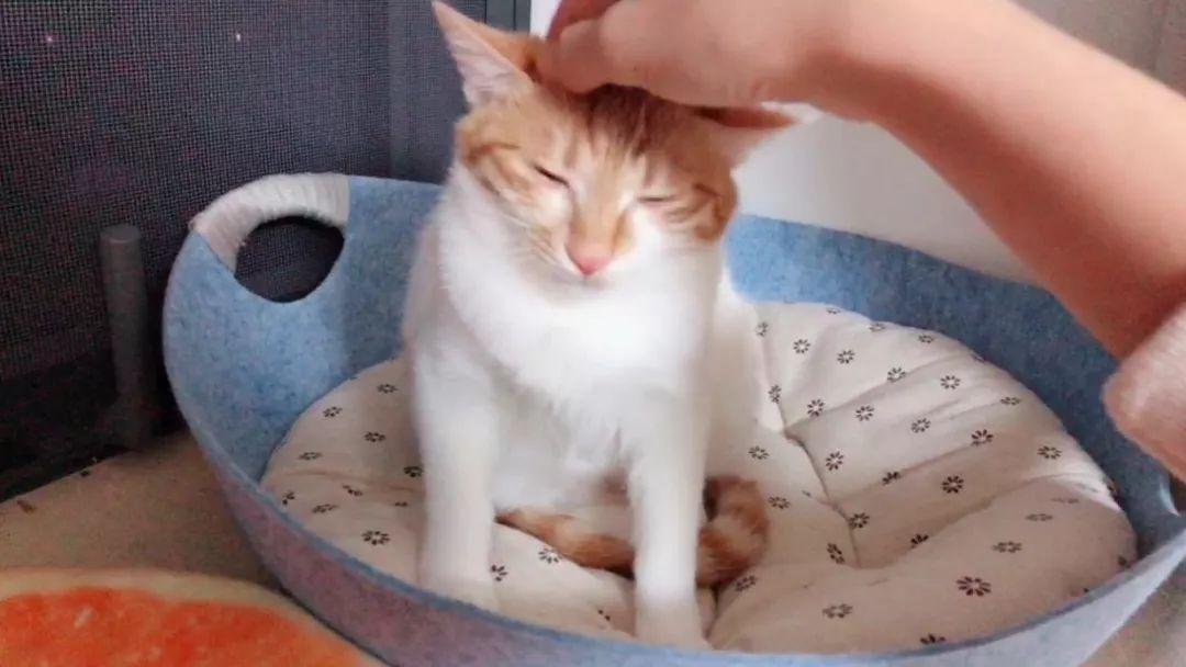 猫咪爱咬人怎么办(猫咪抓人咬人屡教不改怎么办)