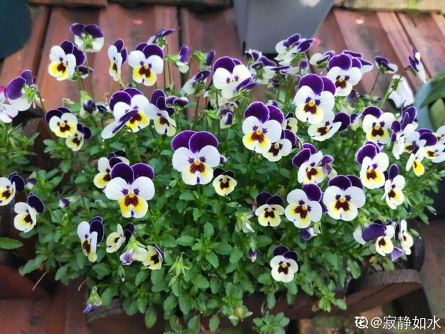 香草兰花怎么养，香兰草怎么种植（屋里养盆“香水花”）