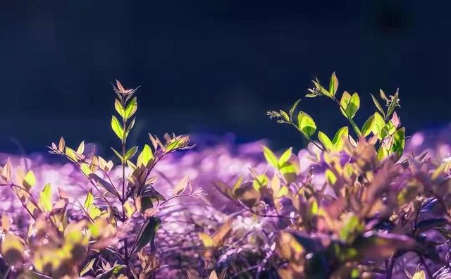 什么可以帮助女性提高荷尔蒙，什么能增加女性荷尔蒙（会让女人的“荷尔蒙”飙升）