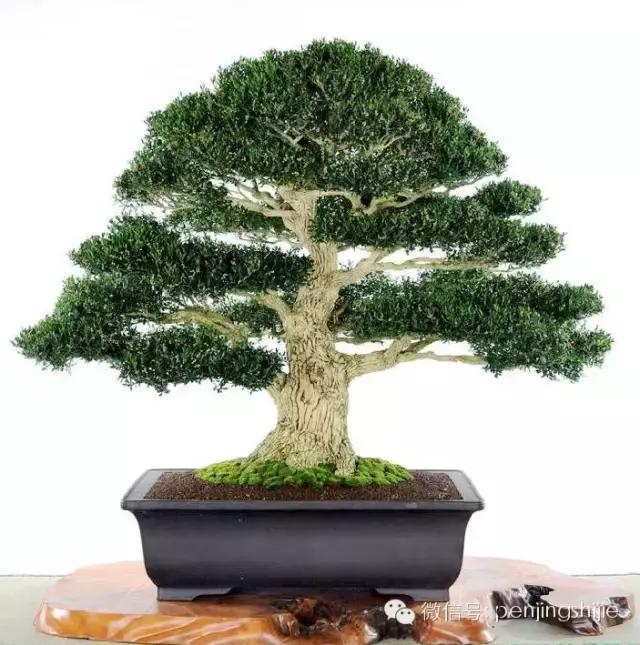 黄杨木盆景养护注意事项，怎样养黄杨木盆景（一组黄杨盆景精品欣赏）