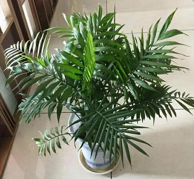 吸收甲醛的植物，哪种植物具有吸收甲醛的功能（净化空气最厉害）