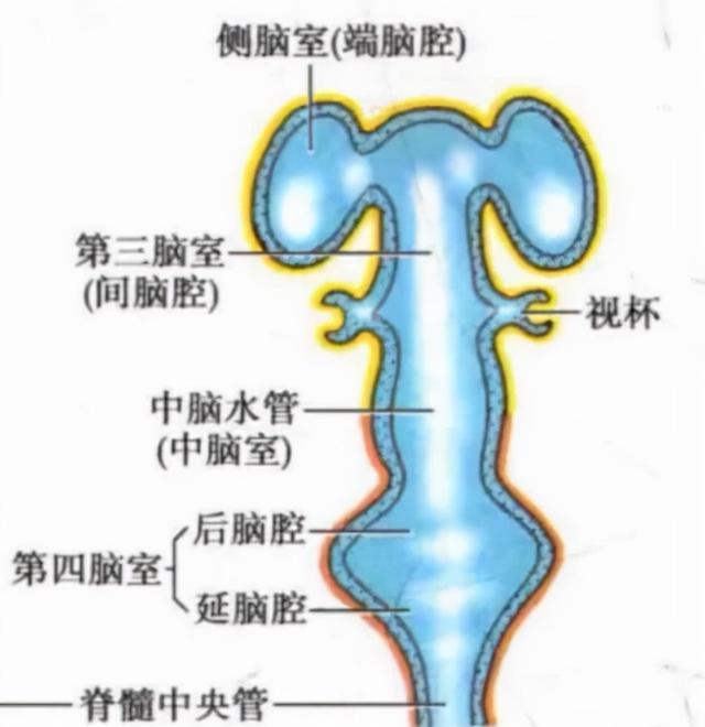 宇宙进化系统，为什么只有人类进化出高度发达的大脑