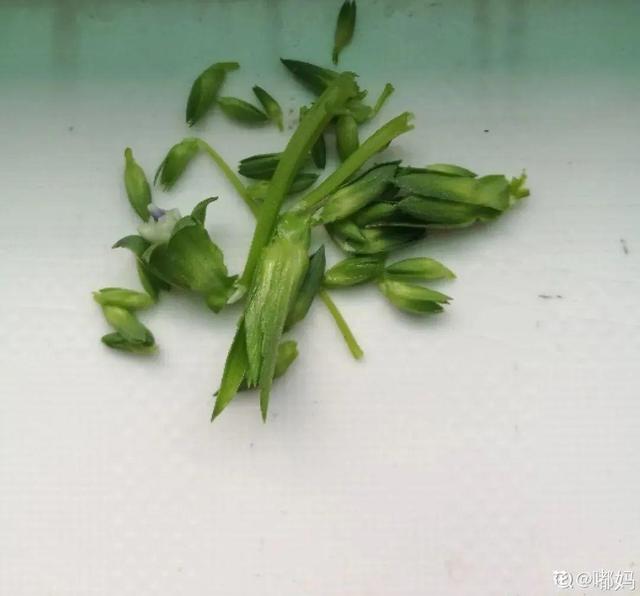 香草兰花怎么养，香兰草怎么种植（屋里养盆“香水花”）